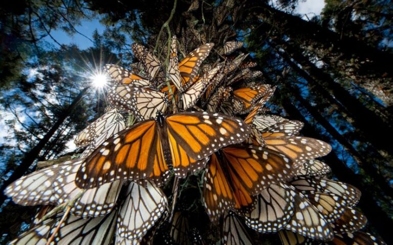 Se Incrementa al Triple Presencia de Mariposa Monarca en México