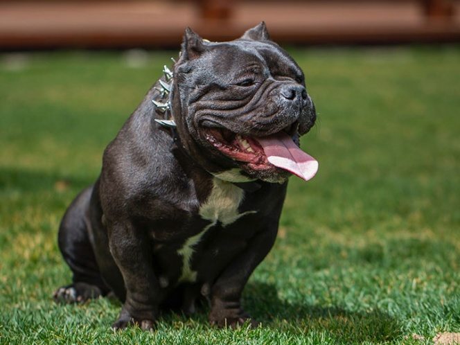 México: Cárcel a Quien Participe en Peleas de Perros