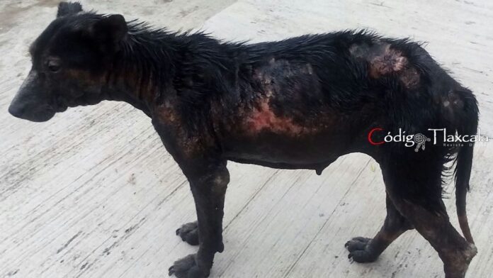 2017-06-08-PHOTO-00000004