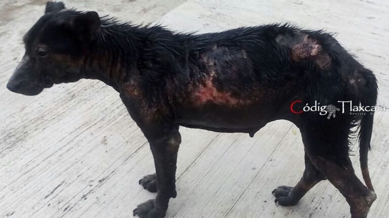 Acusan a Director de Primaria Ordenar Quemar un Perro