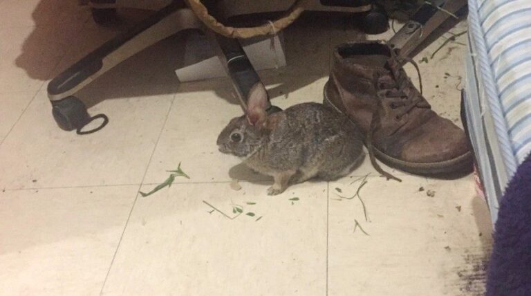 Reportan Invasión de Fauna Benigna en Colonia de Tlaxcala