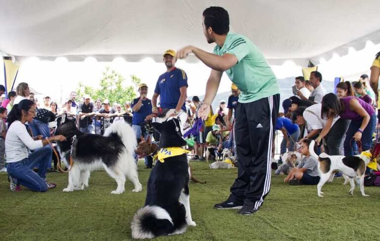 Será Apizaco Sede de Exposición Canina Nacional