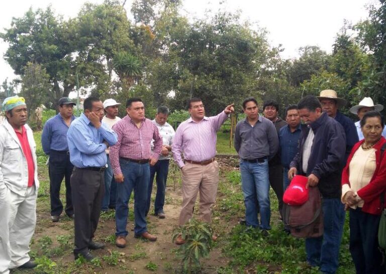 SEFOA Innova Técnica en Cultivos de Aguacate
