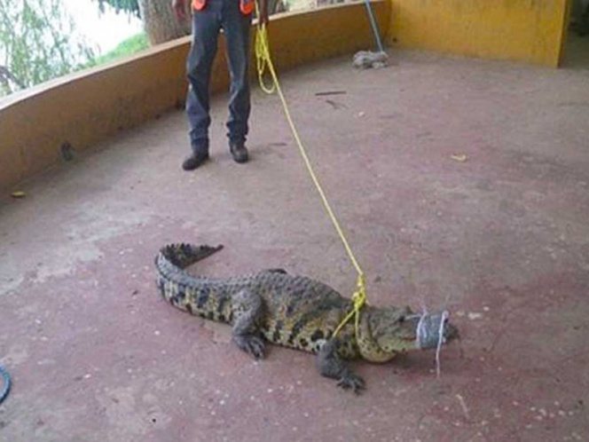 Rescatan 8 Cocodrilos que Causaban Pánico en Tabasco