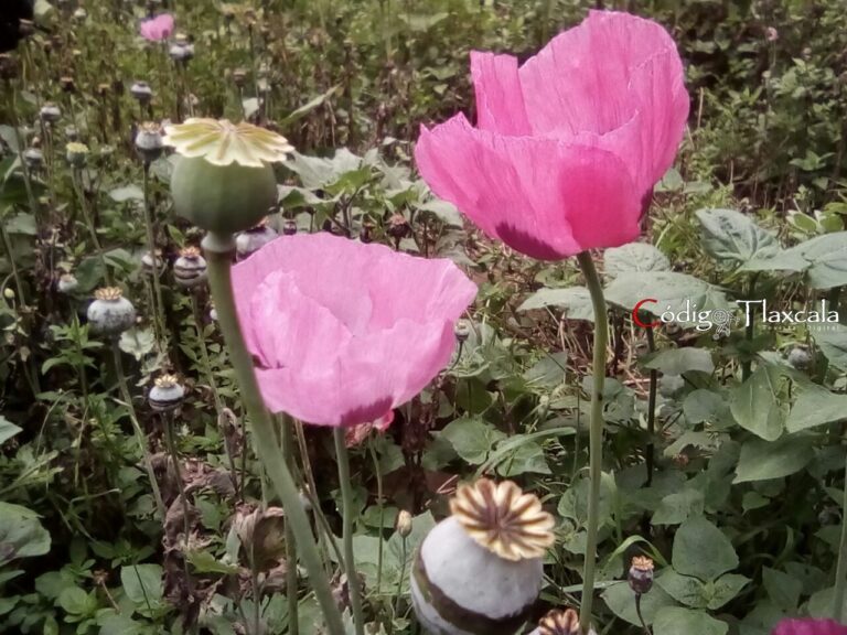 PGR Tlaxcala Inicia Carpeta de Investigación por el Delito de Cultivo de Amapola