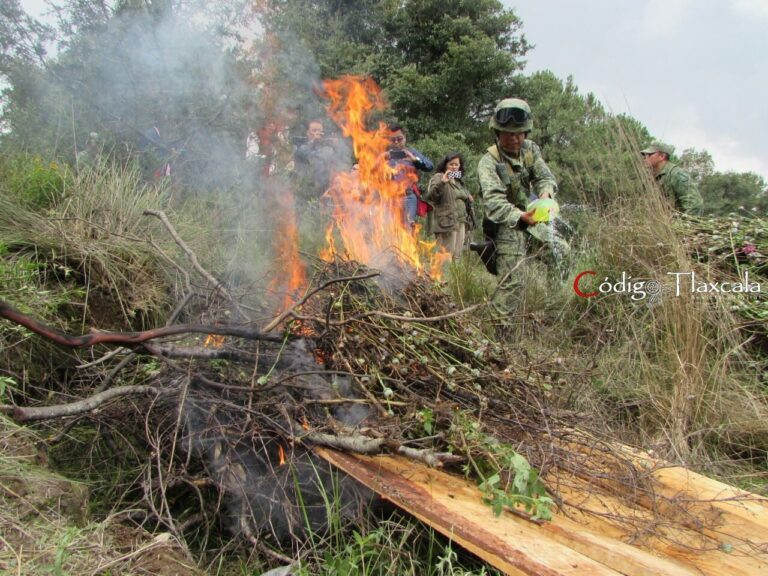 Descubren en Hueyotlipan Primer Plantío Tlaxcalteca de Amapola