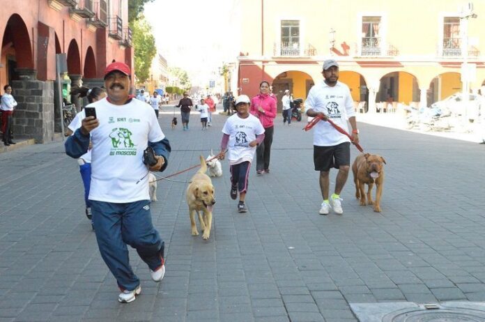 Corre, camina o trota