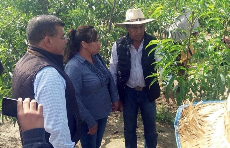 Otorga Sefoa Asistencia Técnica a Productores de Durazno