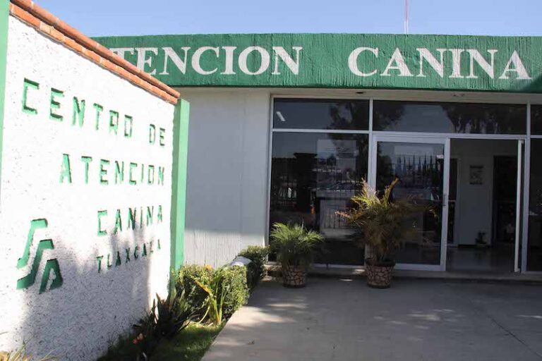 Arranca Campaña de Esterilización de Perros y Gatos