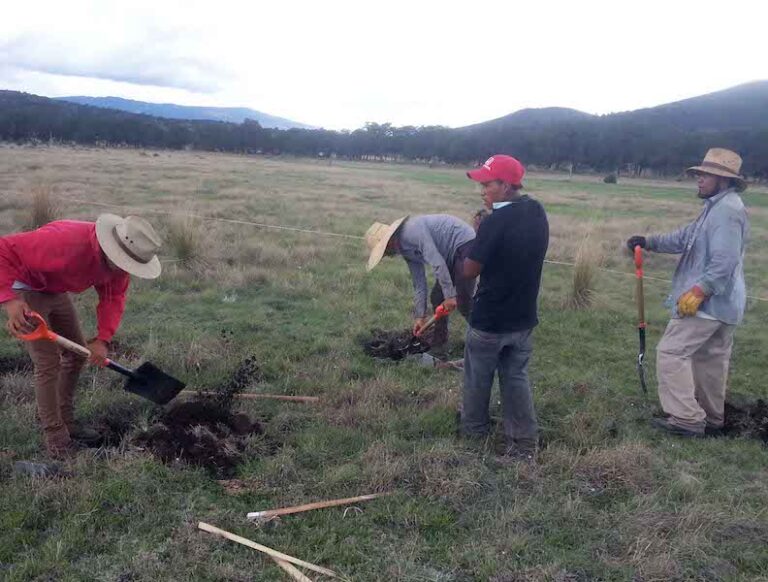 Siembra CGE Seis mil Árboles en Tres Áreas Forestales