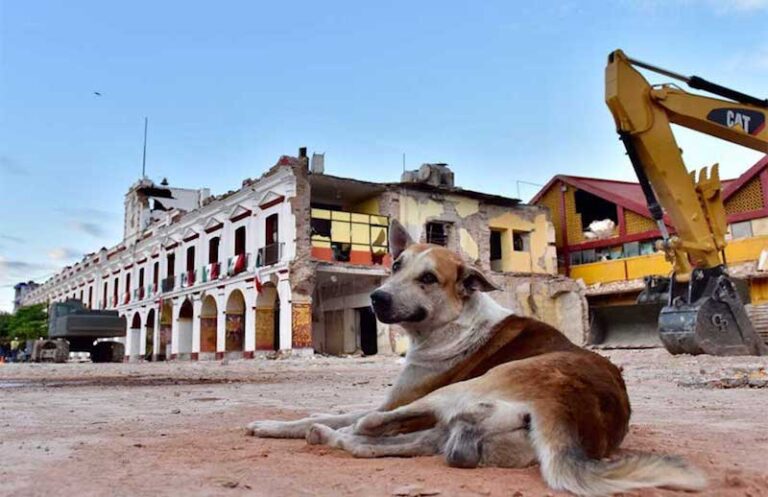 Mascotas en Juchitán, a la Espera de Ayuda Tras Sismo
