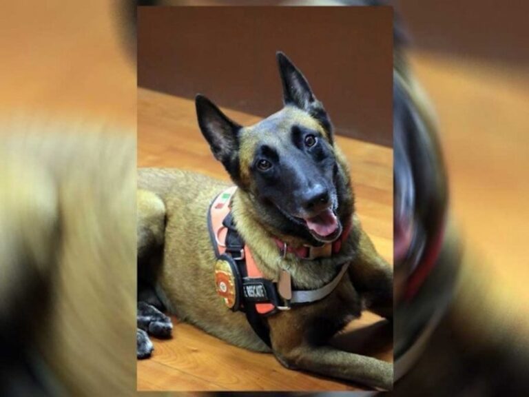 Como Héroe Regresa a Casa ‘Rex’, el Perro Rescatista