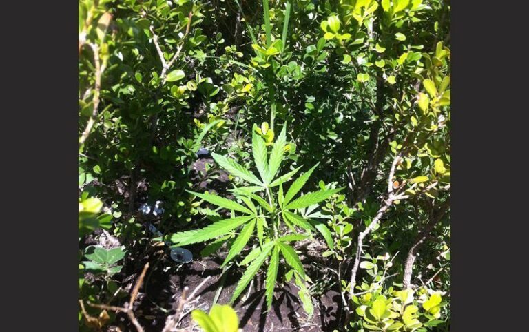Una Solitaria Cannabis en una Jardinera de la Plaza Juárez