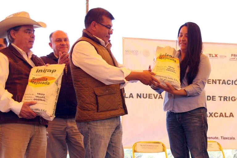 Presentan Nueva Variedad de Trigo Resistente a la Roya Amarilla