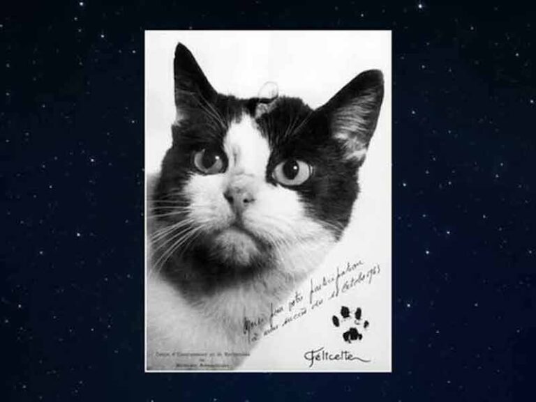 Piden Reconocimiento Para el Único Gato que fue al Espacio