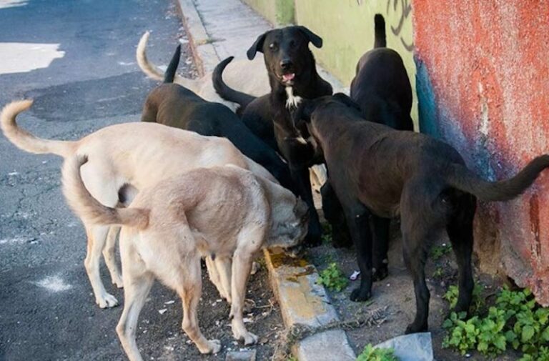 Preparan Croqueta Anticonceptiva Para Perros de la Calle