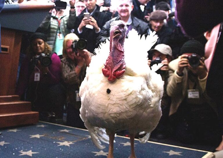 Trump Indulta a dos Pavos en Ceremonia en la Casa Blanca