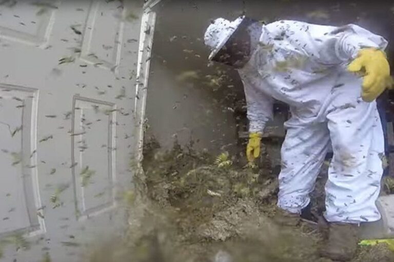  Destruye un Nido de Avispones del Tamaño de una Nevera