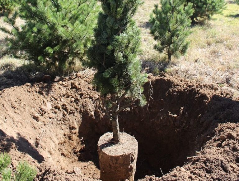 Estiman Productores Comercializar 700 mil Árboles de Navidad Naturales