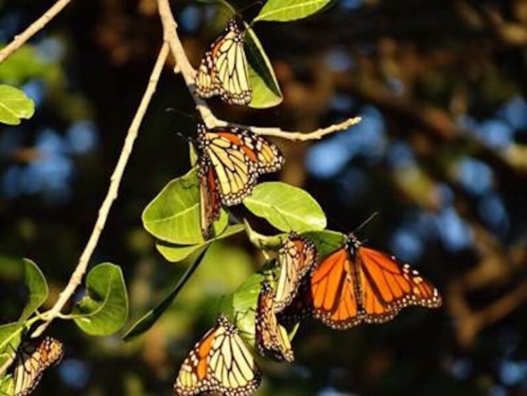 Las Monarca Llegan Puntuales a su cita del Día de Muertos en los Estados de México y Michoacán