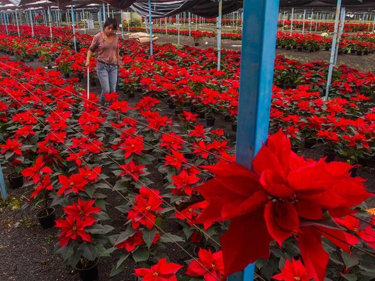 Flor de Nochebuena: Regalo de México Para el Mundo