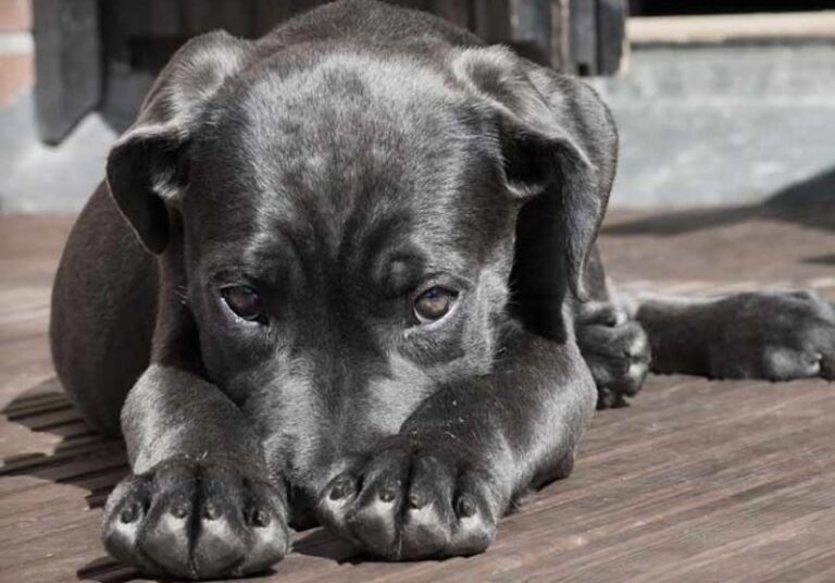 ¿Por qué las Patas de Perro Huelen a Fritos?