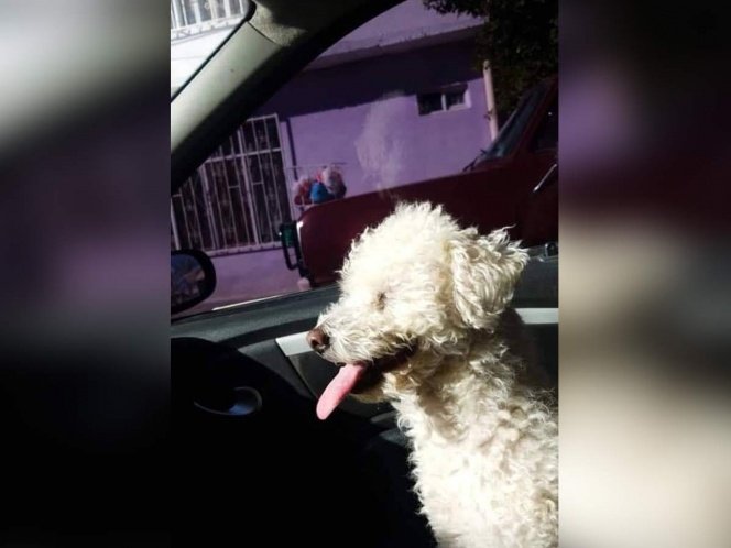 Secuestra al perro de su ex para que lo desbloquee de redes