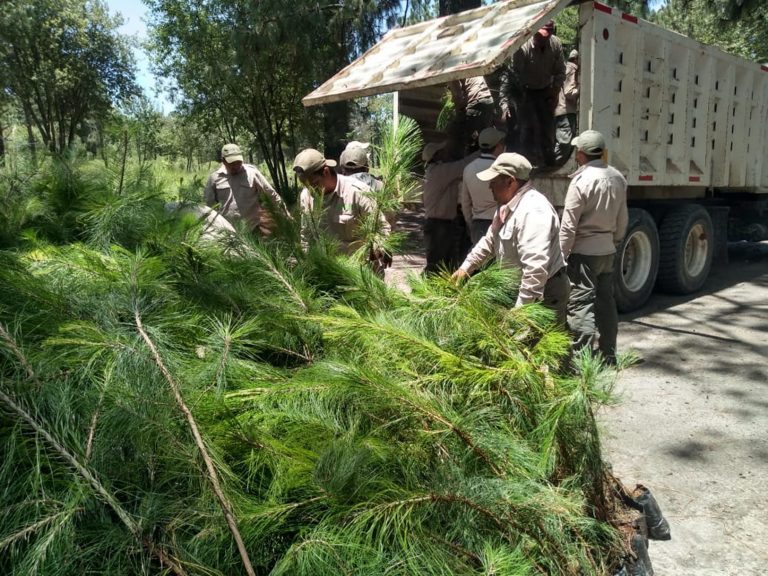 Parque Nacional Malinche Reforestará 500 mil Árboles