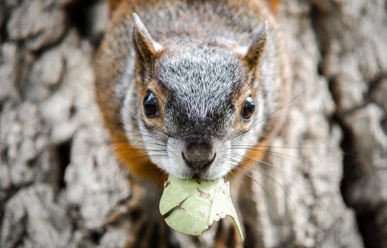 Descartan muerte de ardillas en parque central de la capital ?️