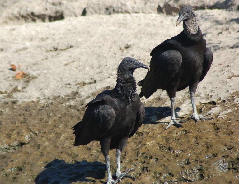 ¿Zopilote o Ganso? / Don Goose (Impacto)