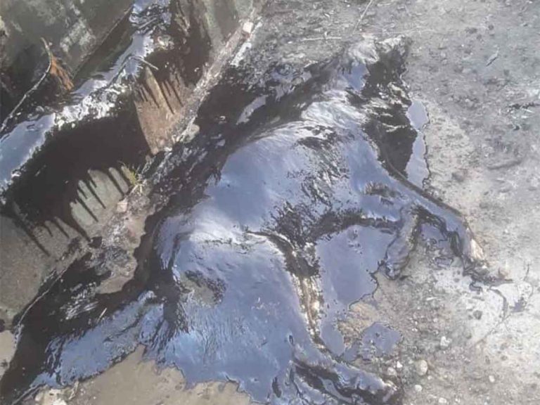 Rescatan a Perrita que Habían Cubierto de ‘Chapopote’