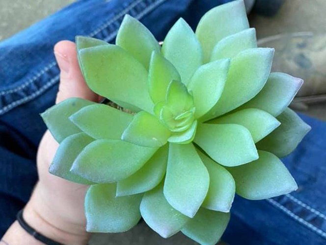 Por dos Años Cuida una Planta sin Saber que era Falsa