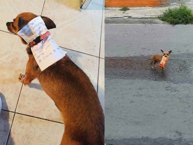 Para no contagiarse manda a su perrita a la tienda por unas papas