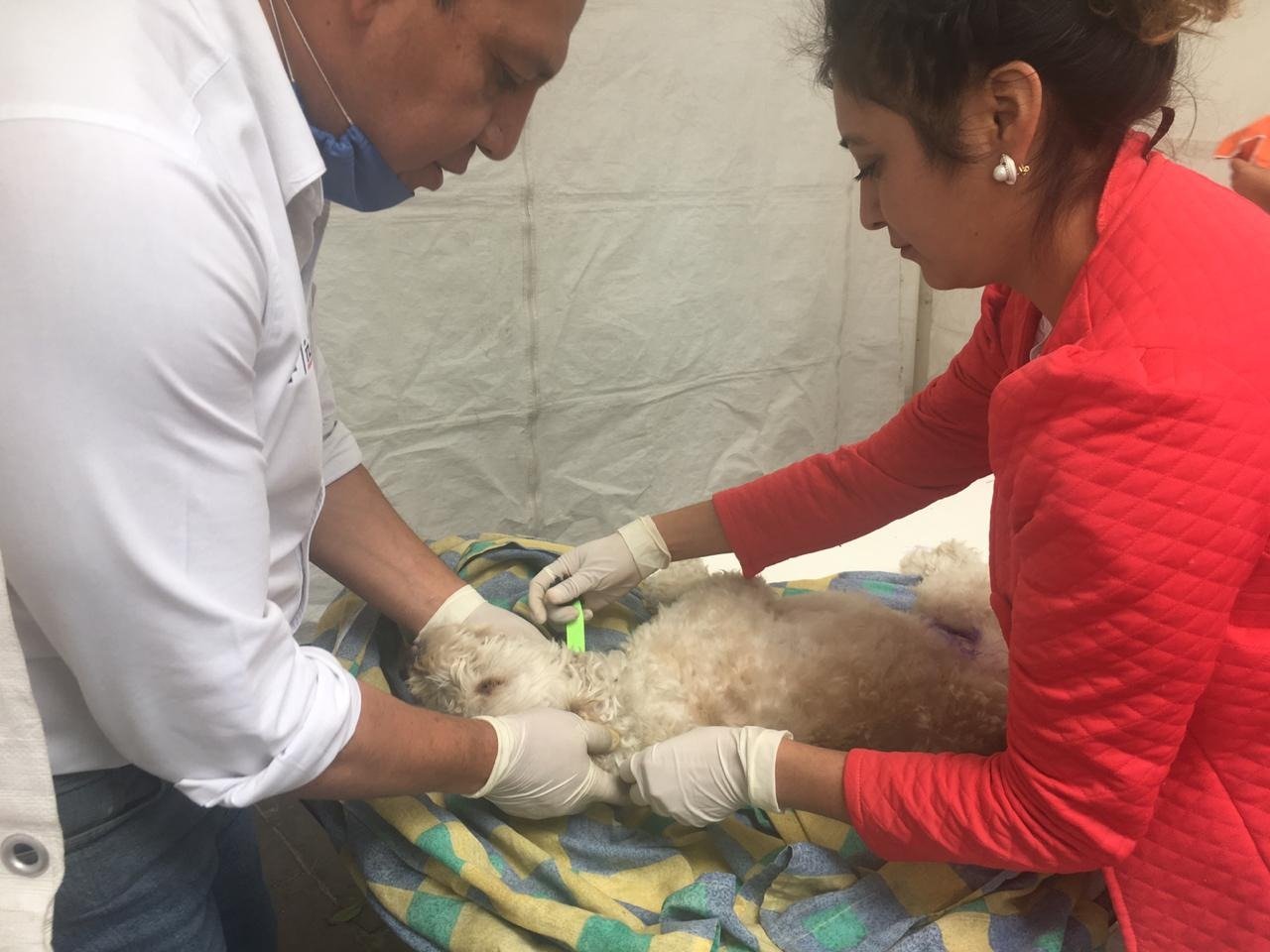 Inician en la capital programa para identificar caninos esterilizados 2