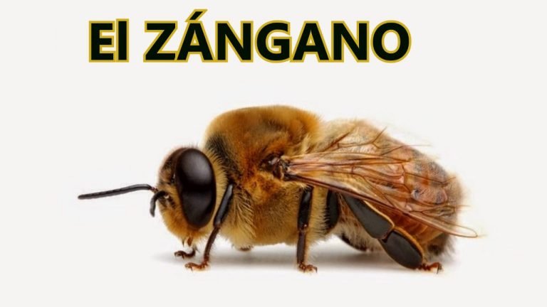 «El zangano», su vida de excesos y su placentera muerte. ?????