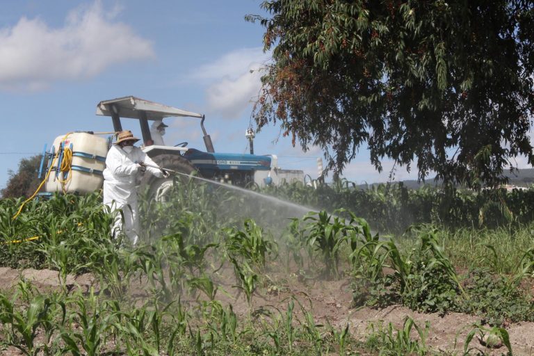 Implementan Sefoa y Cesavetlax Acciones Para Combatir Gusano Defoliador del Maíz