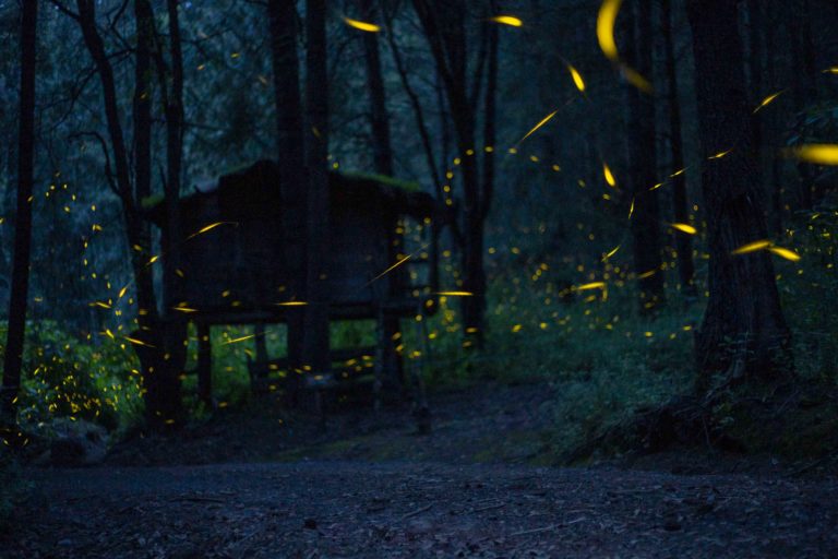 Realiza Secture Recorridos Virtuales del Avistamiento de Luciérnagas