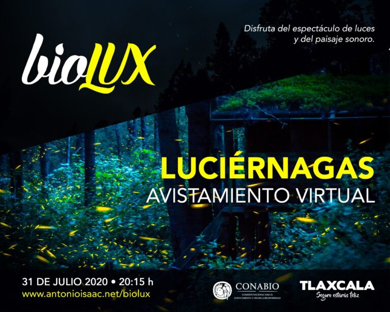 Realizará Secture Transmisión en Vivo del Avistamiento de las Luciérnagas