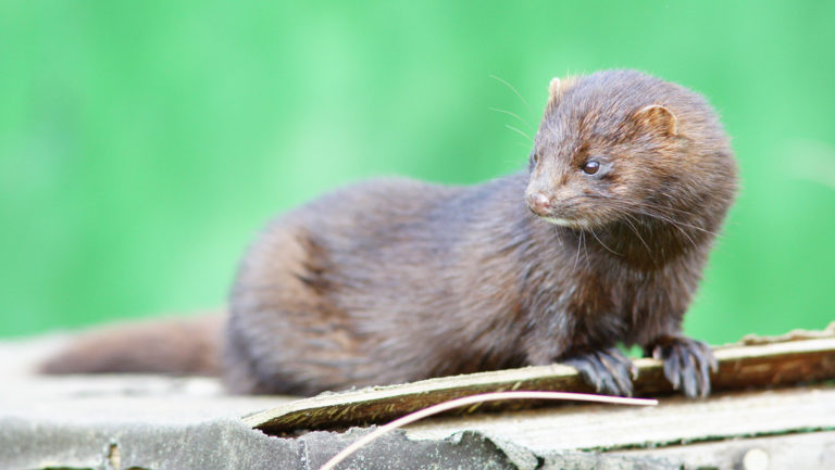 Deciden exterminar 92.700 visones en una granja infectada de coronavirus