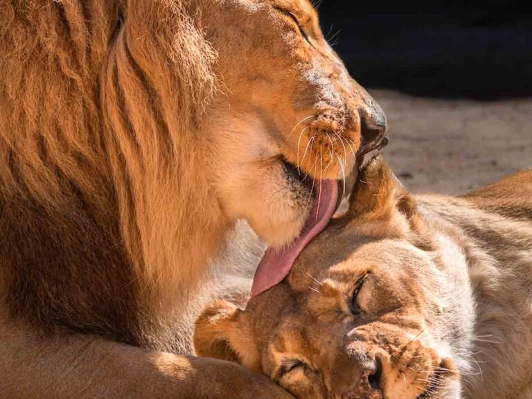 Duermen a pareja de leones al mismo tiempo para que no se extrañen