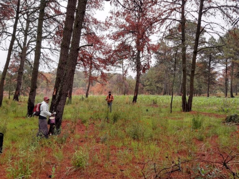 Inician Trabajos de Saneamiento en el Parque Nacional La Malinche