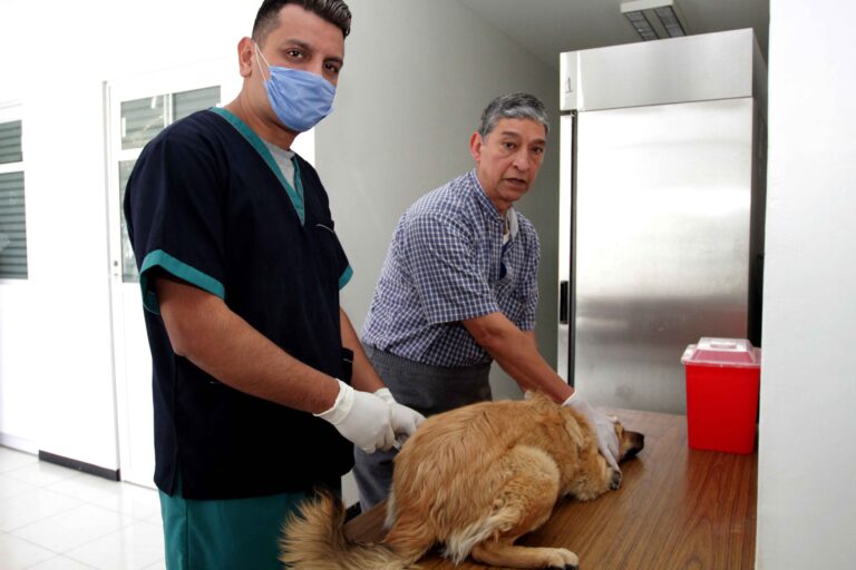 Realizará Sesa Jornada Nacional de Vacunación Antirrábica