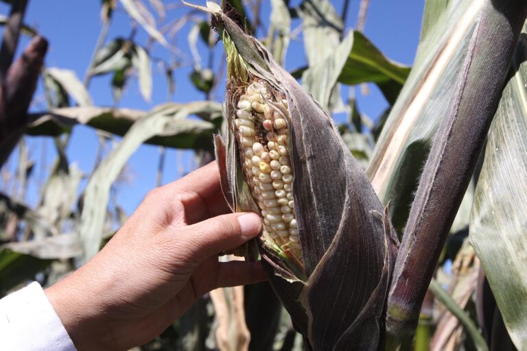 Supervisa Sefoa Cultivos Agrícolas por Comienzo de Heladas en el Estado