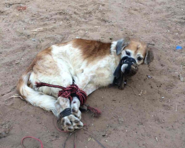 Tiran a un perro amordazado a lote baldío