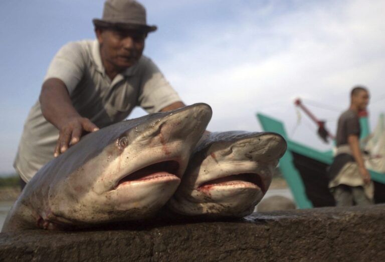 Pesca de Tiburón: un Negocio Depredador Amenaza los Mares