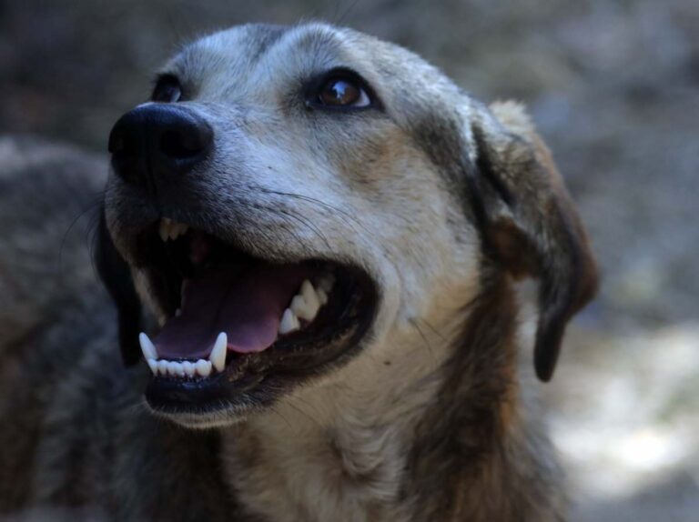 Los perros detectan la maldad de la gente, lo dice la ciencia
