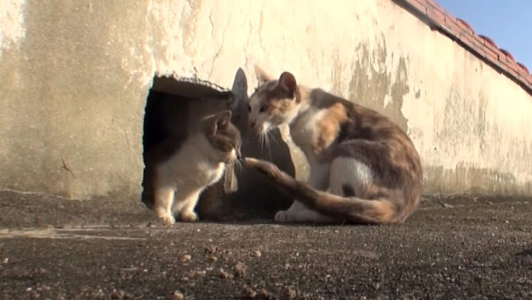 Una gata callejera cuida de su cría discapacitada
