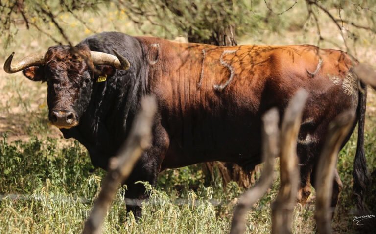 Difunden Fotos de los Toros de la Corrida del 13 en ‘La Taurina’