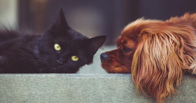 El Perro y la Gata /Jaime Bayly (Las Américas)