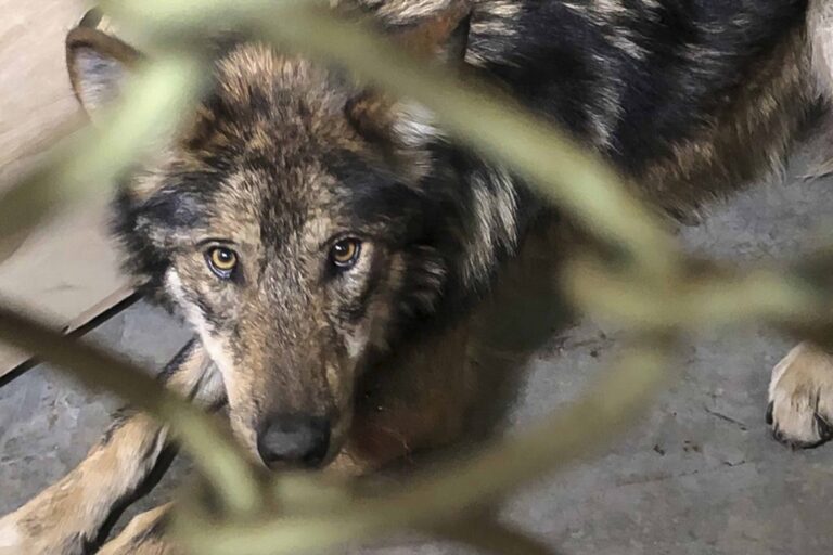 Acoge el zoo de Tlaxcala a una Familia de Lobos Mexicanos